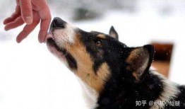 女子亲狗被爆料了视频在线观看,网友热议宠物亲密互动瞬间